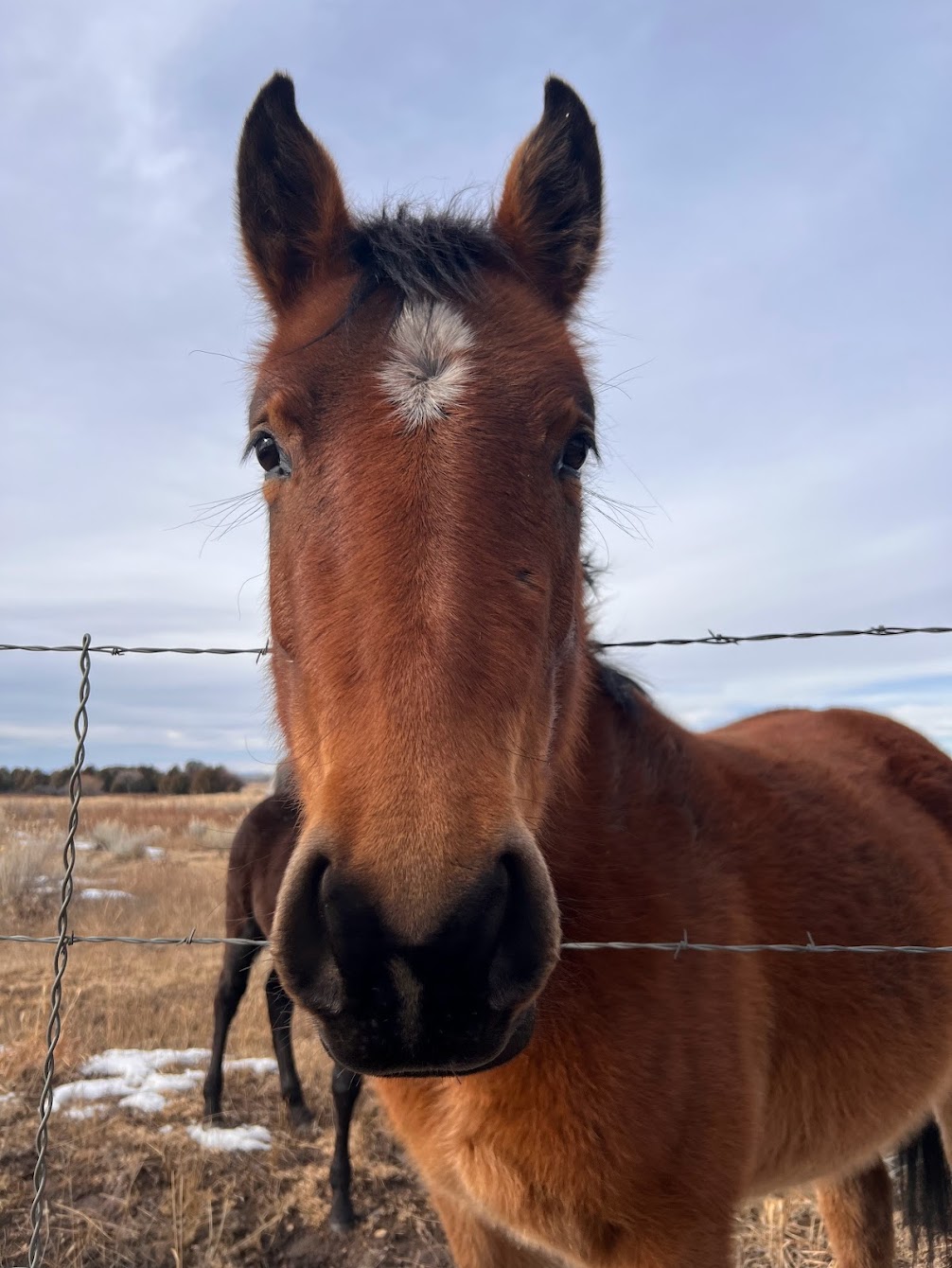 Horse in New Mexico