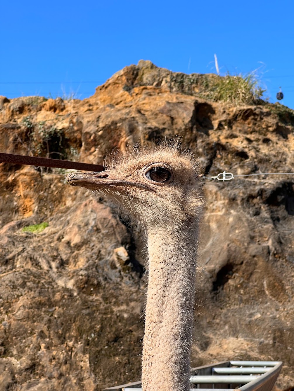 Ostrich